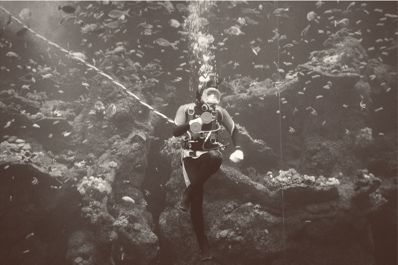 The San Francisco Aquarium